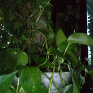 Meet your Posher, Marcia